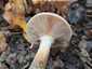 Gumós tuskógomba (Armillaria lutea), Balaton-felvidék